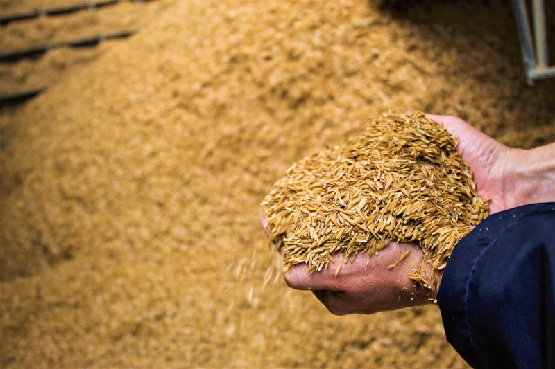 31 mil toneladas de casca de arroz viram energia