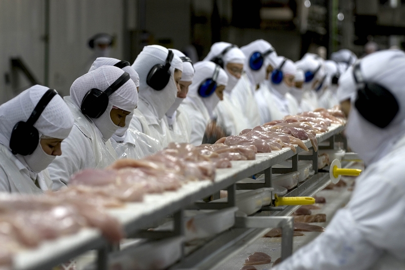 Gripe aviária: Japão irá reduzir área bloqueada para compra de frango