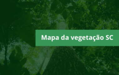 Atualmente, 38% do território catarinense é cobertos por florestas nativas