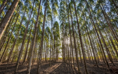 Floresta de eucaliptos