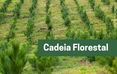 FIESC busca alternativas para  matéria-prima aos setores moveleiro e florestal