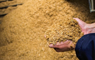 31 mil toneladas de casca de arroz viram energia