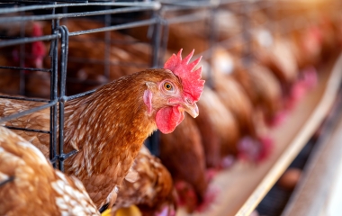 Cidasc reforça cuidados preventivos contra influenza aviária