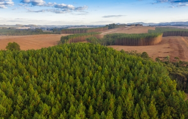ALESC rejeita projeto que proíbe o cultivo de pinus na Coxilha Rica