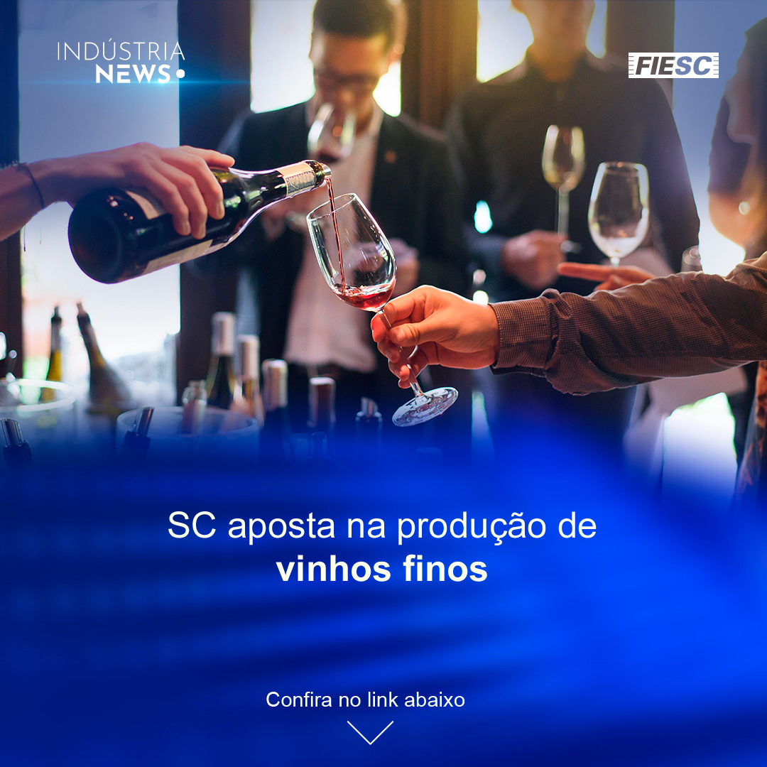 SC aposta na produção de vinhos finos | Google planeja cobrar por busca com IA