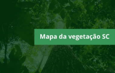 Atualmente, 38% do território catarinense é cobertos por florestas nativas