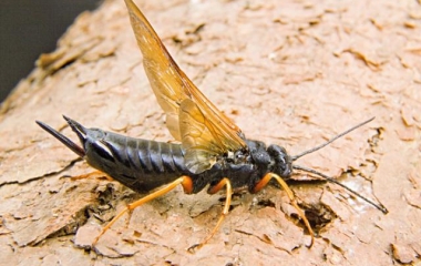 (crédito: Francisco Santana)