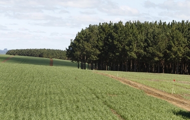 Indústria da madeira debate risco de escassez de matéria-prima