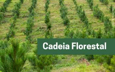FIESC busca alternativas para  matéria-prima aos setores moveleiro e florestal