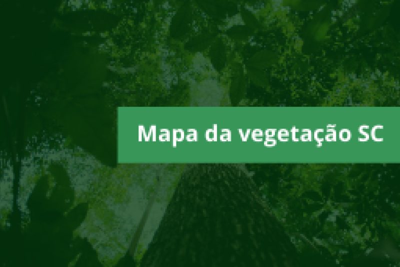 Atualmente, 38% do território catarinense é cobertos por florestas nativas