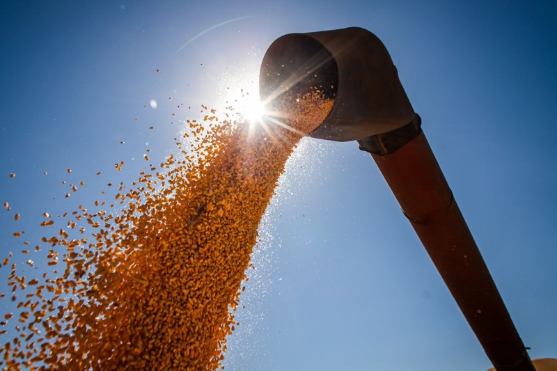 SC tem déficit anual de 6 milhões de toneladas de milho (foto: CNA/Wenderson Araujo/Trilux)