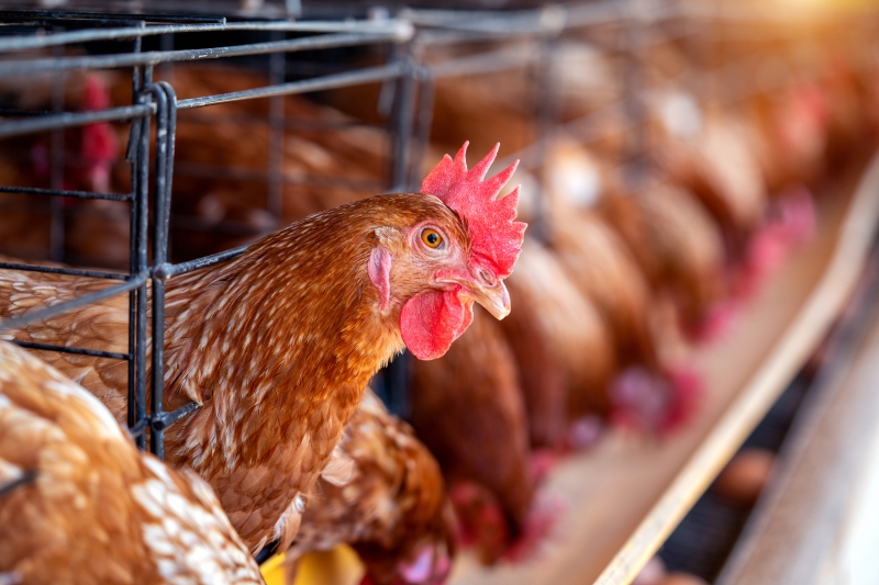 Cidasc reforça cuidados preventivos contra influenza aviária