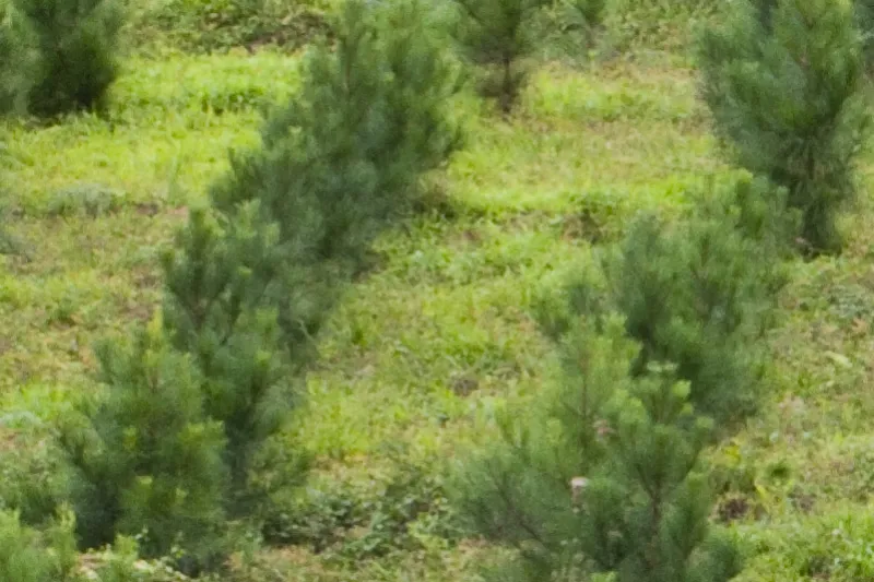 Comissão da Câmara aprova exclusão da silvicultura do rol de atividades potencialmente poluidoras