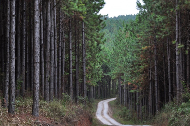 TRF4 extingue ação sobre Mata Atlântica e reforça aplicação do Código Florestal no PR