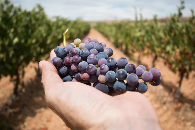 Número de vinícolas cresceu 29% em Santa Catarina desde 2020