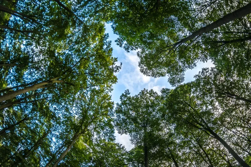 A discussão sobre as emissões de GEE integra a agenda da indústria catarinense voltada à descarbonização e à adoção de estratégias para reduzir impactos ambientais e ampliar a sustentabilidade dos processos produtivos. Foto: Freepik.